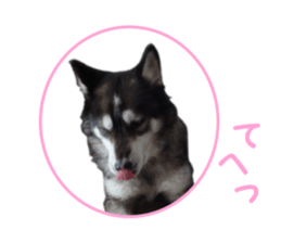 Every day Siberian husky sticker #15884744