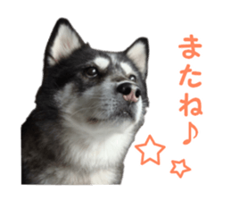 Every day Siberian husky sticker #15884745