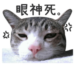 Pets Meow. sticker #15884891