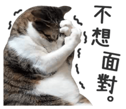 Pets Meow. sticker #15884893