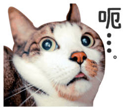 Pets Meow. sticker #15884894