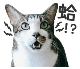 Pets Meow. sticker #15884895