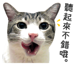 Pets Meow. sticker #15884896