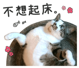 Pets Meow. sticker #15884897