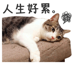 Pets Meow. sticker #15884898