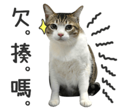 Pets Meow. sticker #15884899