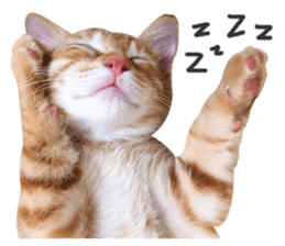 Pets Meow. sticker #15884900