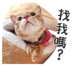 Pets Meow. sticker #15884901