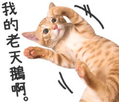 Pets Meow. sticker #15884902