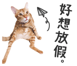 Pets Meow. sticker #15884903