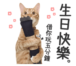 Pets Meow. sticker #15884904