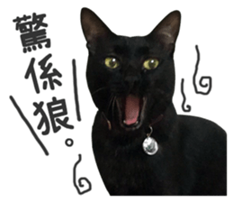 Pets Meow. sticker #15884907