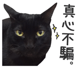 Pets Meow. sticker #15884908