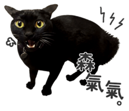 Pets Meow. sticker #15884909