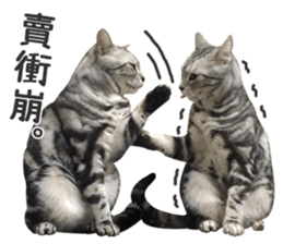 Pets Meow. sticker #15884910