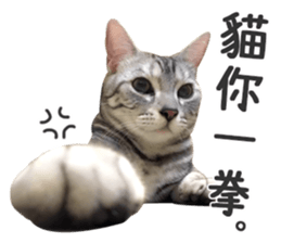 Pets Meow. sticker #15884911