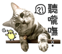 Pets Meow. sticker #15884912