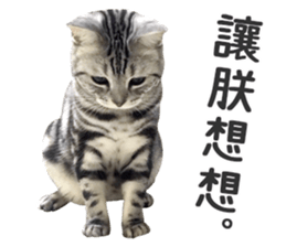 Pets Meow. sticker #15884913