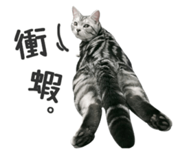 Pets Meow. sticker #15884914