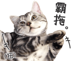 Pets Meow. sticker #15884915