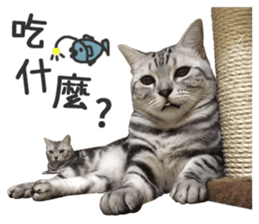 Pets Meow. sticker #15884916