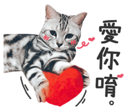 Pets Meow. sticker #15884917