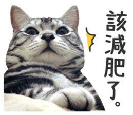 Pets Meow. sticker #15884918