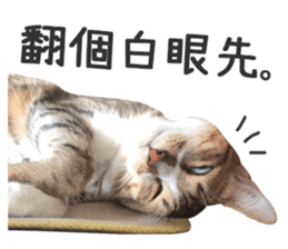 Pets Meow. sticker #15884920