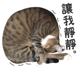 Pets Meow. sticker #15884921