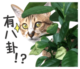 Pets Meow. sticker #15884922