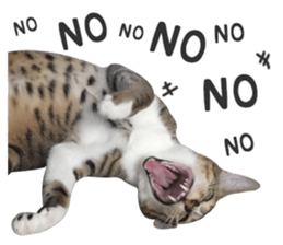 Pets Meow. sticker #15884923