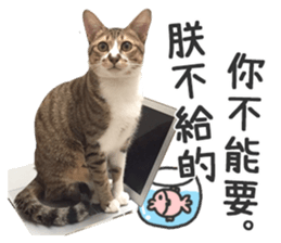 Pets Meow. sticker #15884924