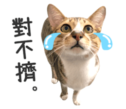 Pets Meow. sticker #15884925