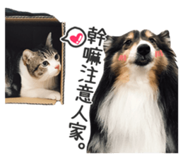 Pets Meow. sticker #15884926