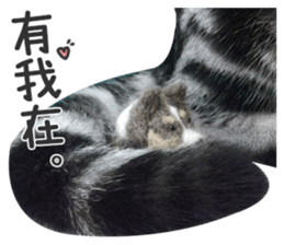 Pets Meow. sticker #15884927