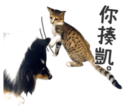 Pets Meow. sticker #15884928