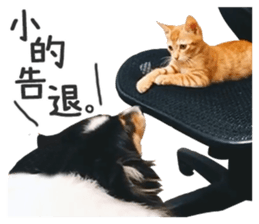 Pets Meow. sticker #15884929