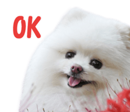 Pomeranian Rui sticker #15885746