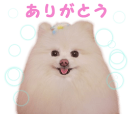 Pomeranian Rui sticker #15885747