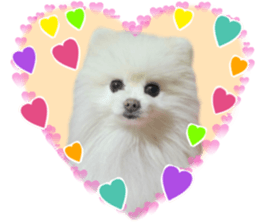Pomeranian Rui sticker #15885748