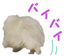 Pomeranian Rui sticker #15885749