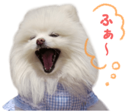 Pomeranian Rui sticker #15885750