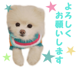 Pomeranian Rui sticker #15885751