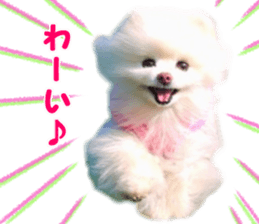 Pomeranian Rui sticker #15885752