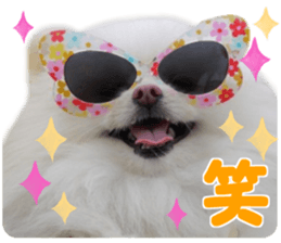 Pomeranian Rui sticker #15885753