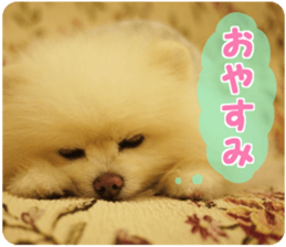 Pomeranian Rui sticker #15885755