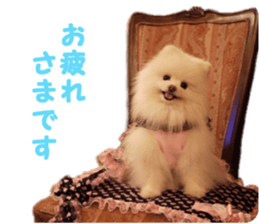 Pomeranian Rui sticker #15885756