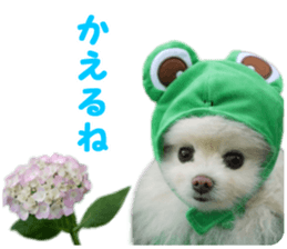 Pomeranian Rui sticker #15885757