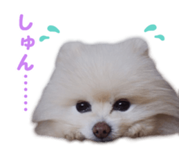 Pomeranian Rui sticker #15885758
