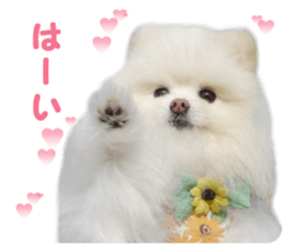 Pomeranian Rui sticker #15885759
